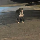 Found dog