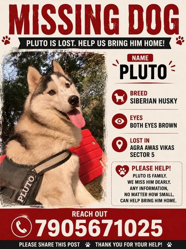 Lost Dog in Agra