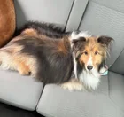 Lost dog