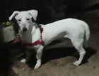Found Dog in Pasig City