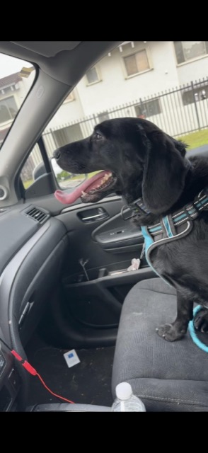 Lost dog