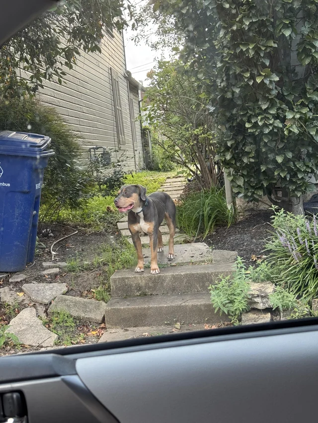 Found dog