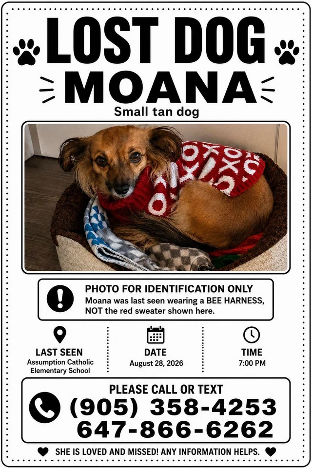 Lost Dog in Ontario