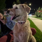 Found Dog in Bozeman