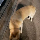 Found dog