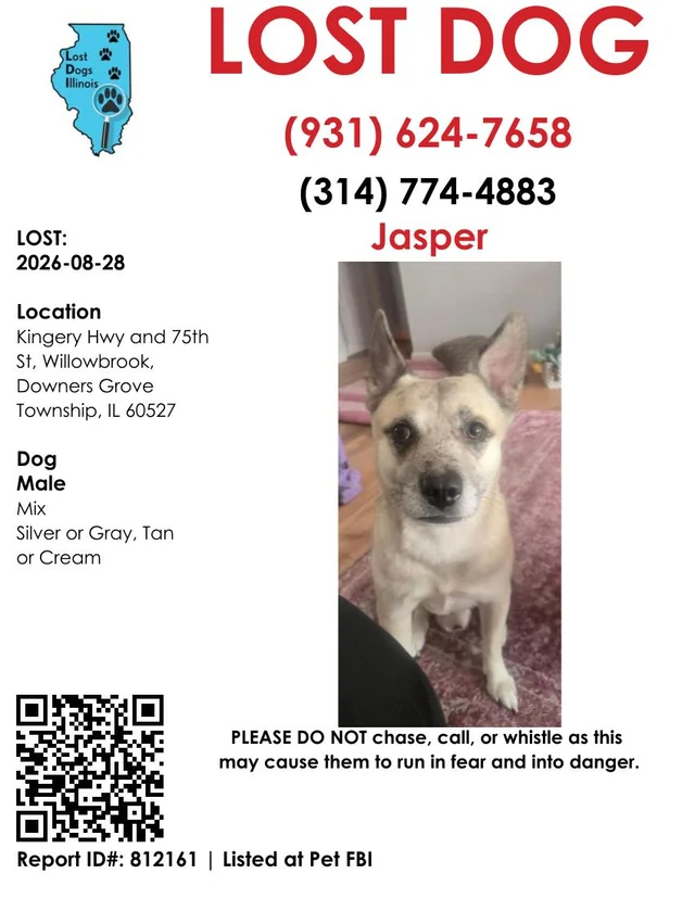 Lost Dog in Willowbrook