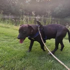 Lost Dog in Hillsborough