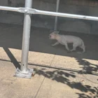 Found dog