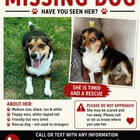 Lost dog