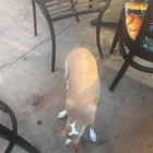 Found Dog in Wheat Ridge