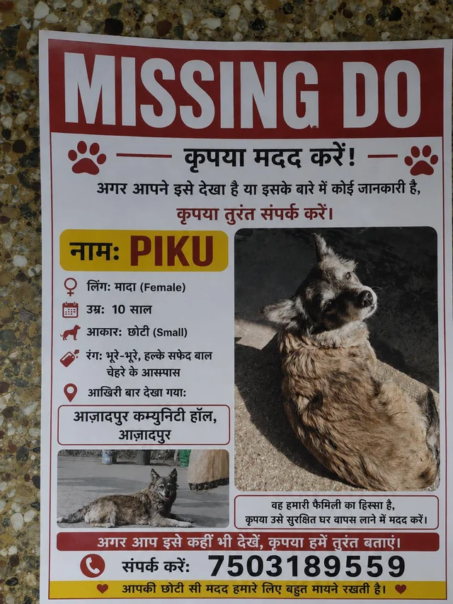 Lost dog