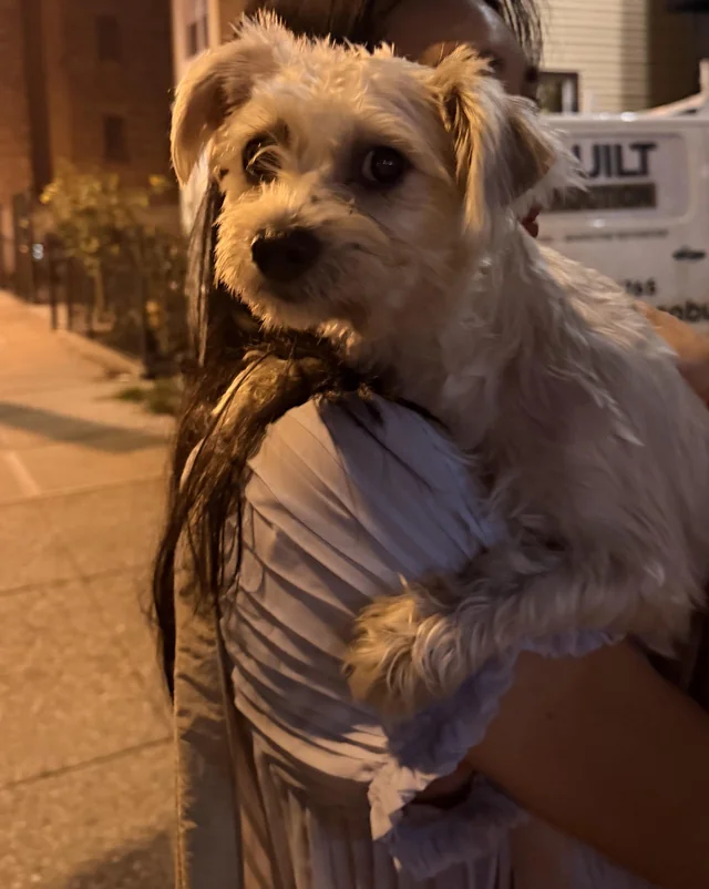 Found dog