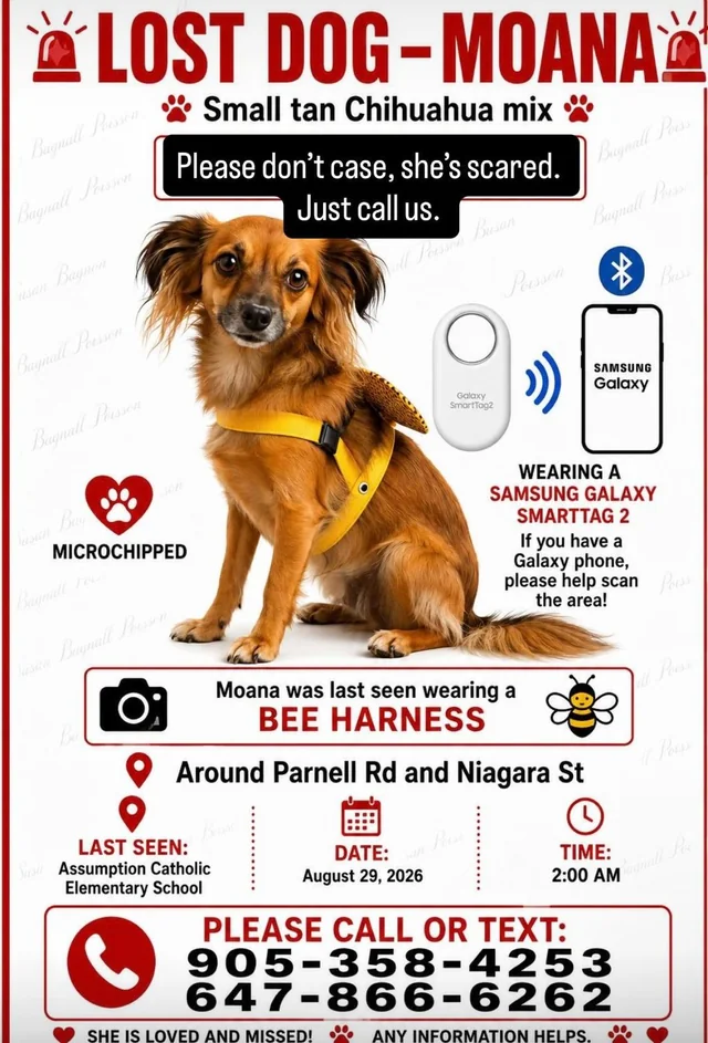 Lost Dog in Local