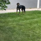 Lost dog