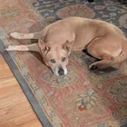 Lost dog