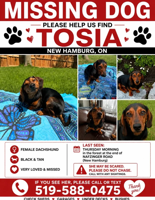 Lost dog