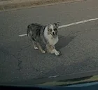 Found Dog in Parker