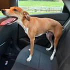 Found Dog in Bloomington