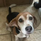 Found Dog in Edinburg