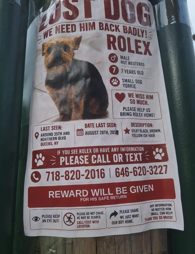 Lost dog