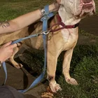 Found dog