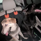 Found dog