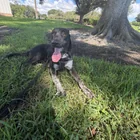 Found dog