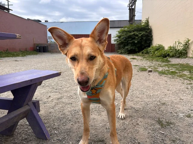 Lost Dog in Vancouver