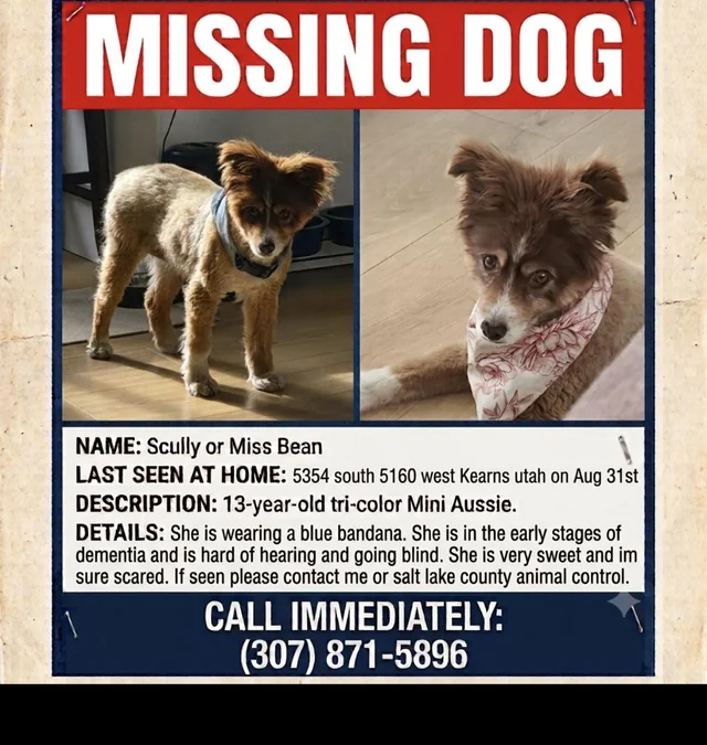 Lost Dog in Kearns