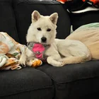 Lost Dog in Mountain View