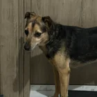 Found Dog in Larnaca