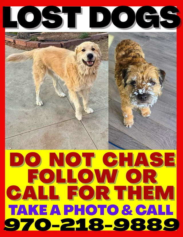 Lost Dog in Boulder