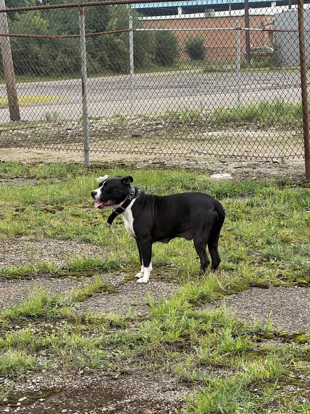Found dog