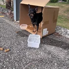 Found dog