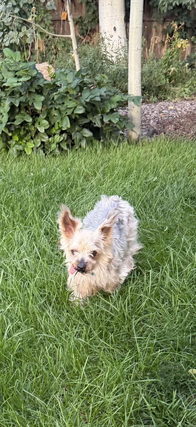 Found Dog in Flagstaff