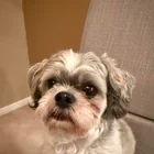Found dog
