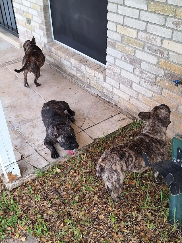 Found dog