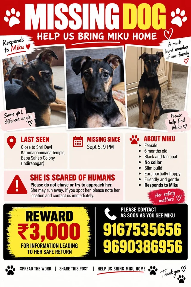 Lost dog