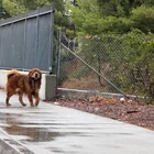 Found Dog in Pasadena