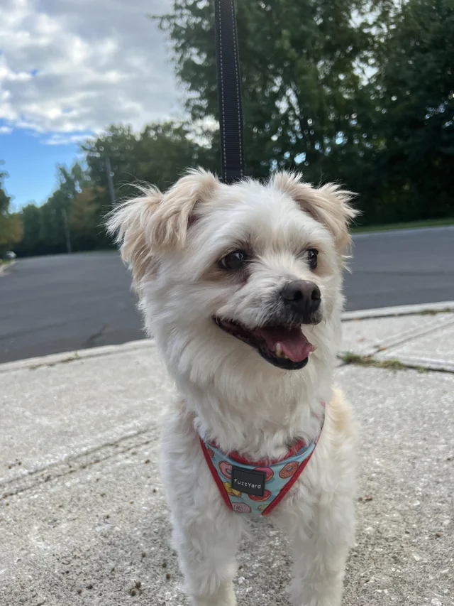 Found dog