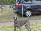 Found Dog in Saint Paul