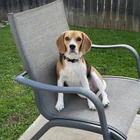 Lost Dog in Austin