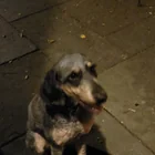 Found dog