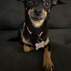 Lost Dog in Grand Rapids