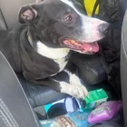 Lost Dog in Bushwick