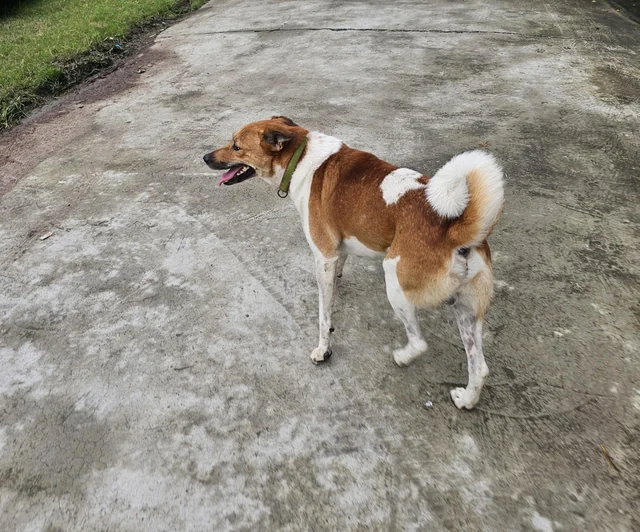 Found Dog in Haldwani