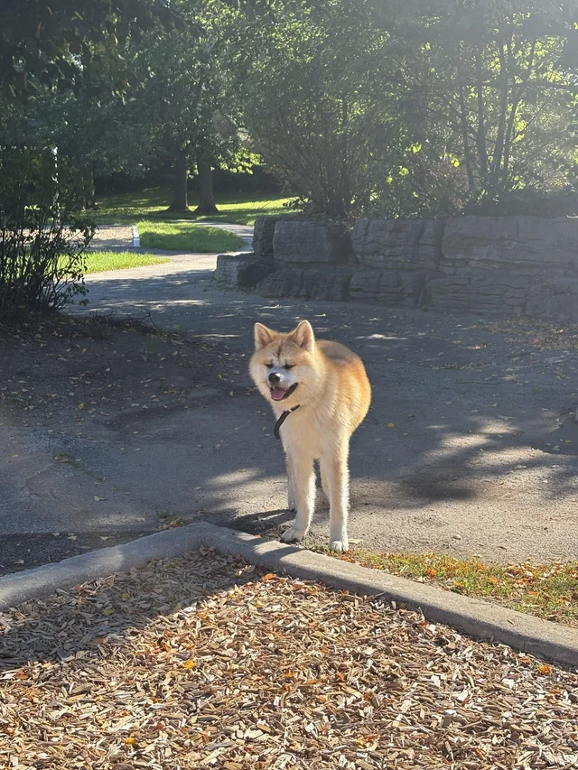 Found dog
