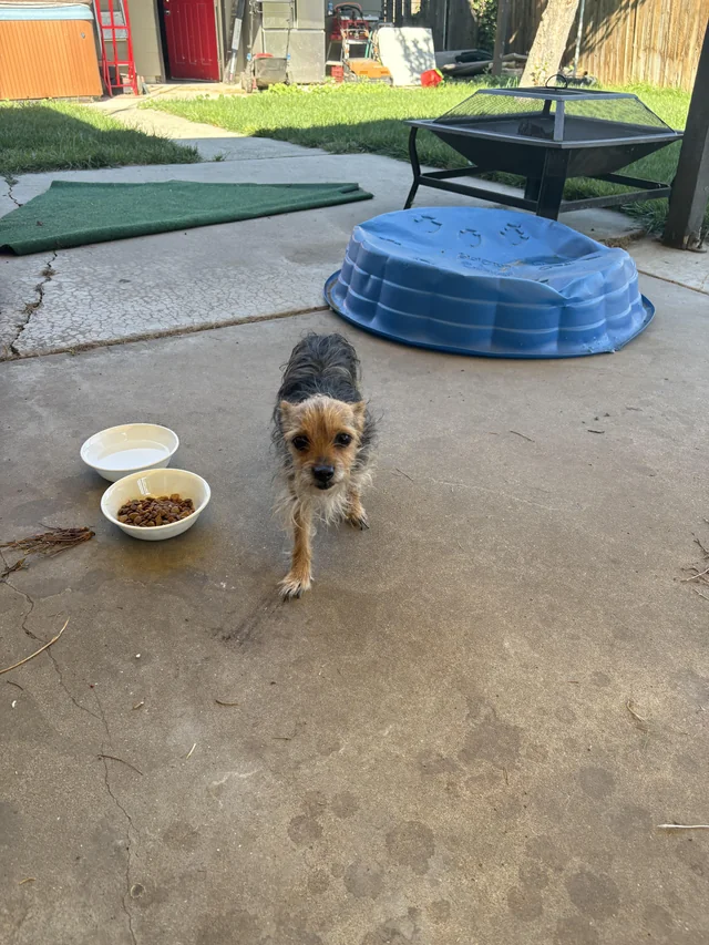Found dog