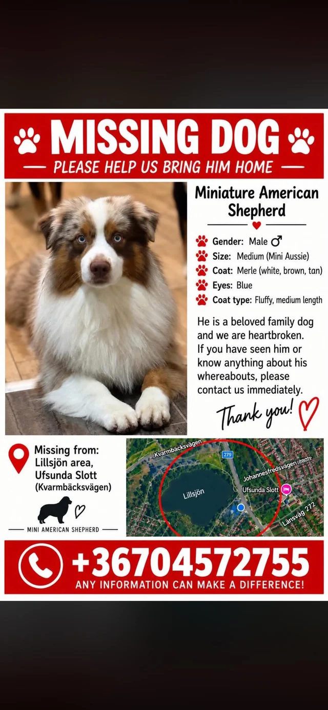 Lost Dog in Stockholm