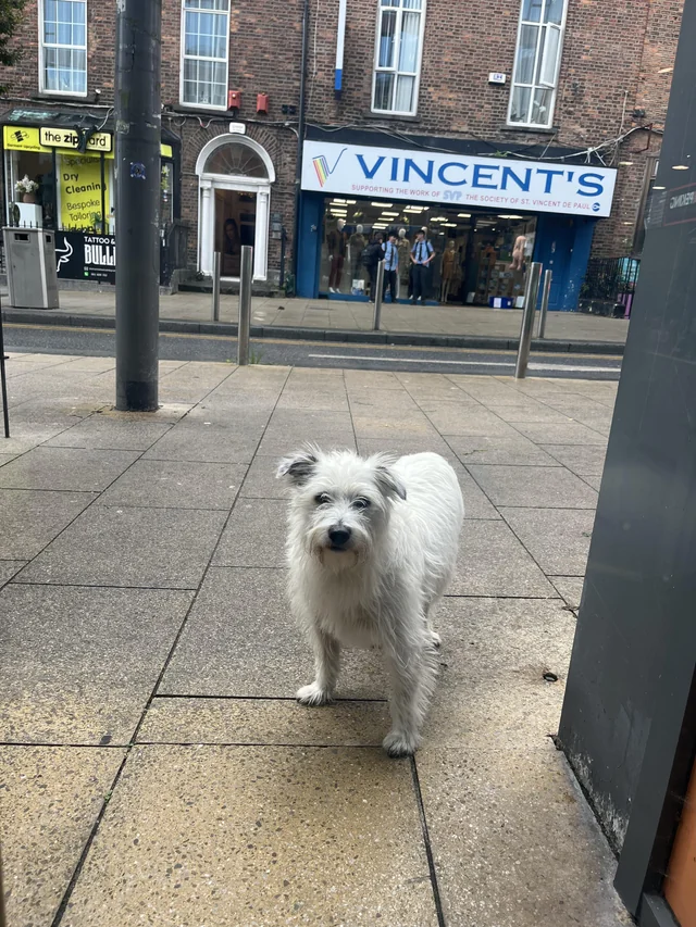 Found dog